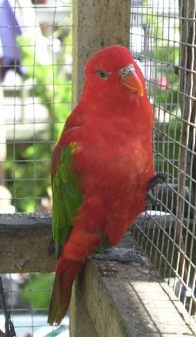 Yellow-backed Lory image 100